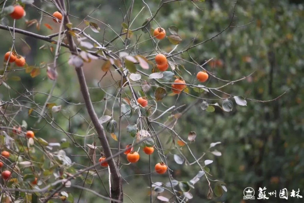 微信图片_202412211158251